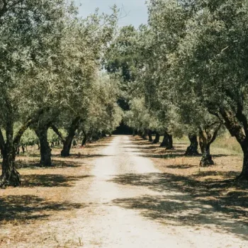 martaseabra-0148_6_171311-174721747079271